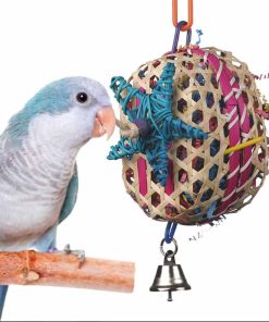 Basket Case - SB573