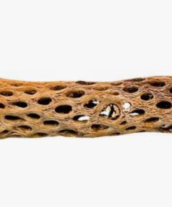 Polly's Cholla Cactus Perch Medium